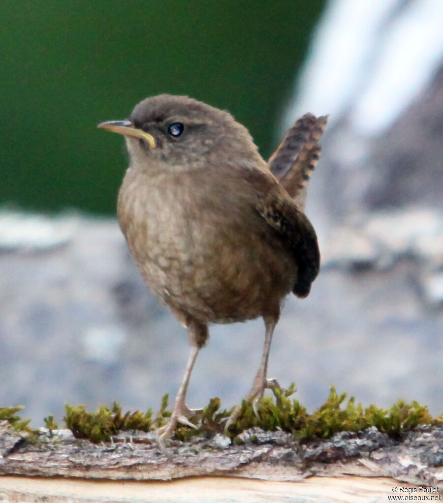 Eurasian Wrenadult, identification