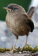 Eurasian Wren