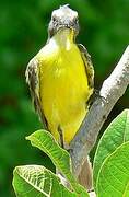 Rusty-margined Flycatcher