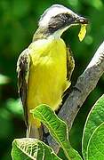 Rusty-margined Flycatcher