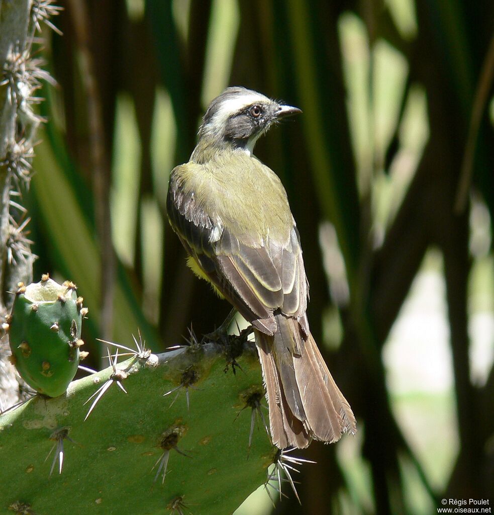 Rusty-margined Flycatcheradult