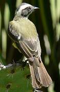 Rusty-margined Flycatcher