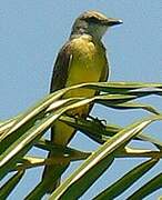 Tropical Kingbird