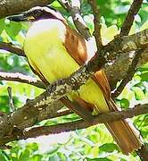 Great Kiskadee