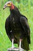 Lesser Yellow-headed Vulture