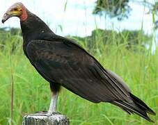 Lesser Yellow-headed Vulture