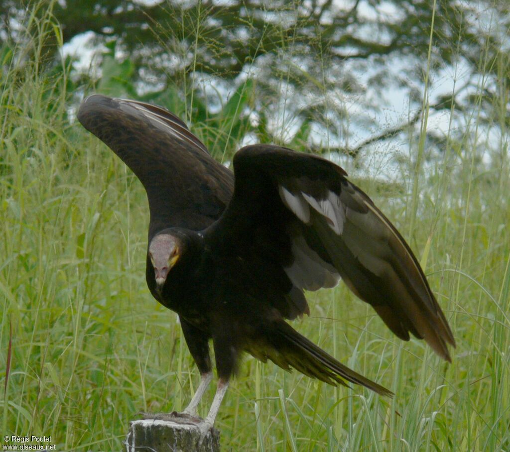 Lesser Yellow-headed Vultureadult