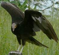 Lesser Yellow-headed Vulture