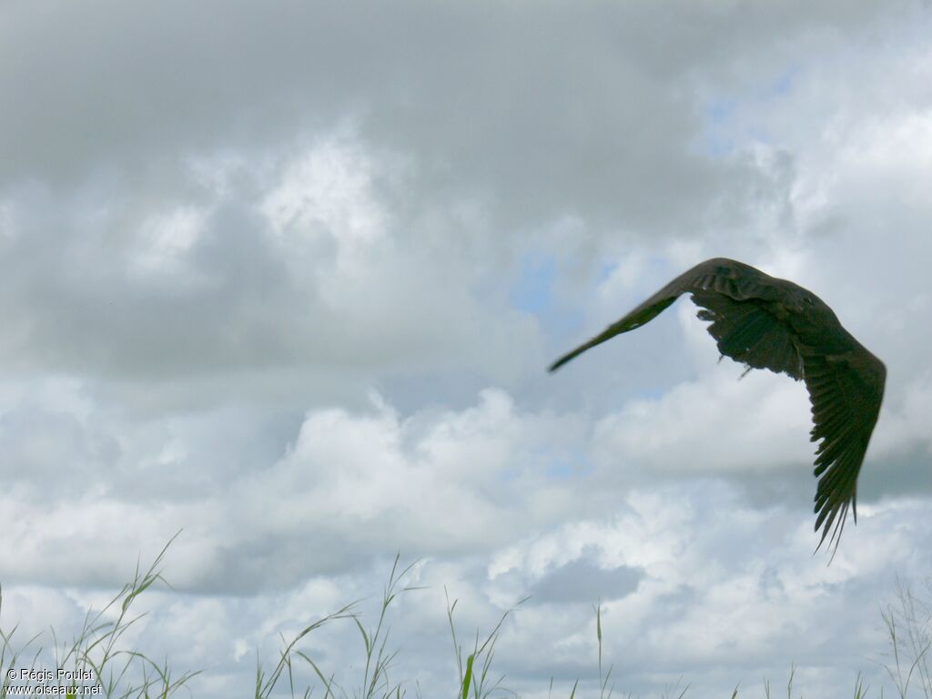 Lesser Yellow-headed Vultureadult