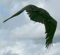 Lesser Yellow-headed Vulture