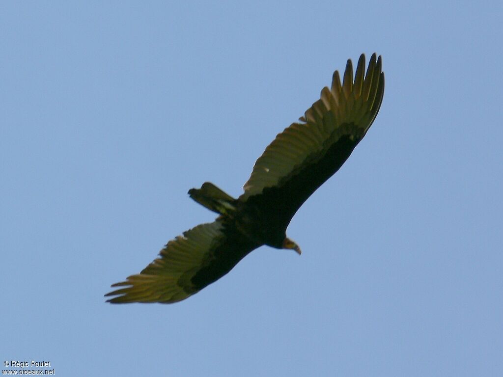 Lesser Yellow-headed Vultureadult