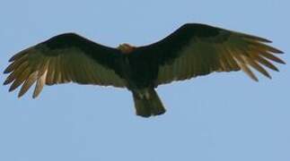 Lesser Yellow-headed Vulture