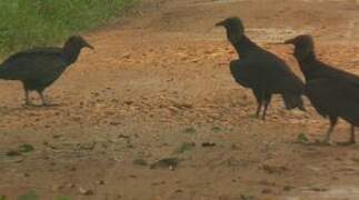 Black Vulture