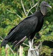 Black Vulture