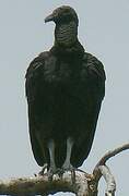 Black Vulture