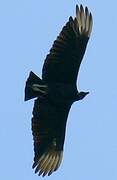 Black Vulture