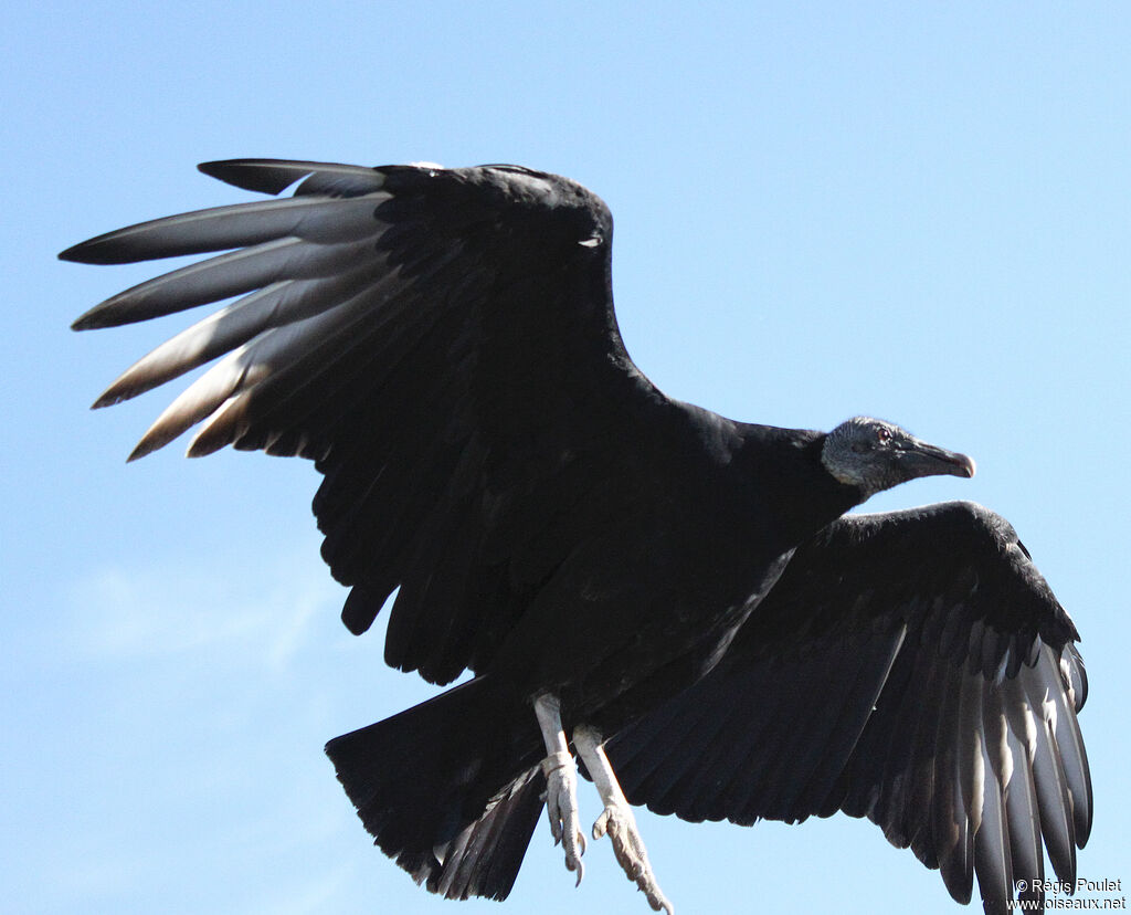 Black Vulture, Flight