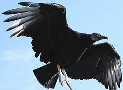 Black Vulture