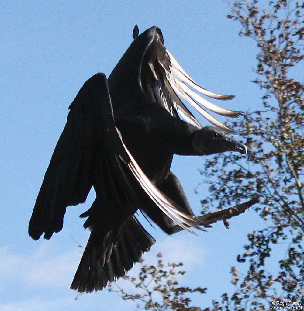 Black Vulture, Flight