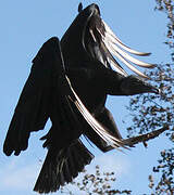 Black Vulture