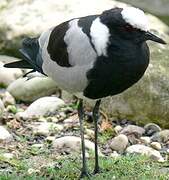 Blacksmith Lapwing