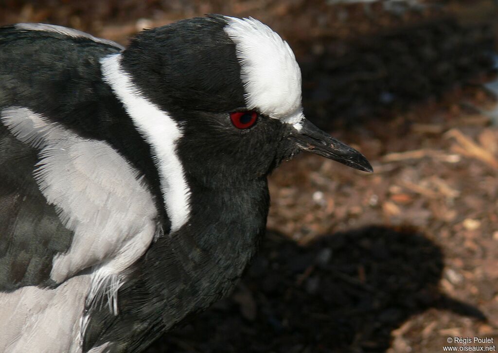 Blacksmith Lapwing