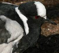 Blacksmith Lapwing