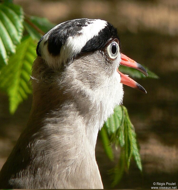 Crowned Lapwing male adult