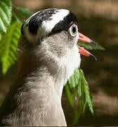 Crowned Lapwing