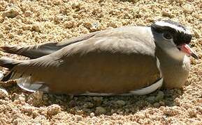 Crowned Lapwing