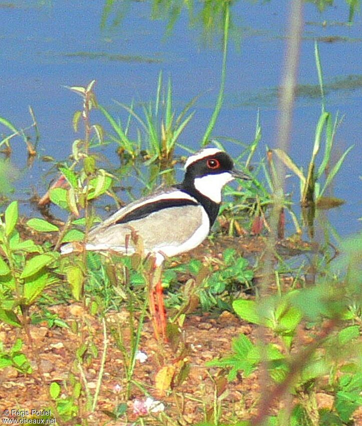 Pied Ploveradult