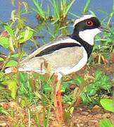 Pied Plover