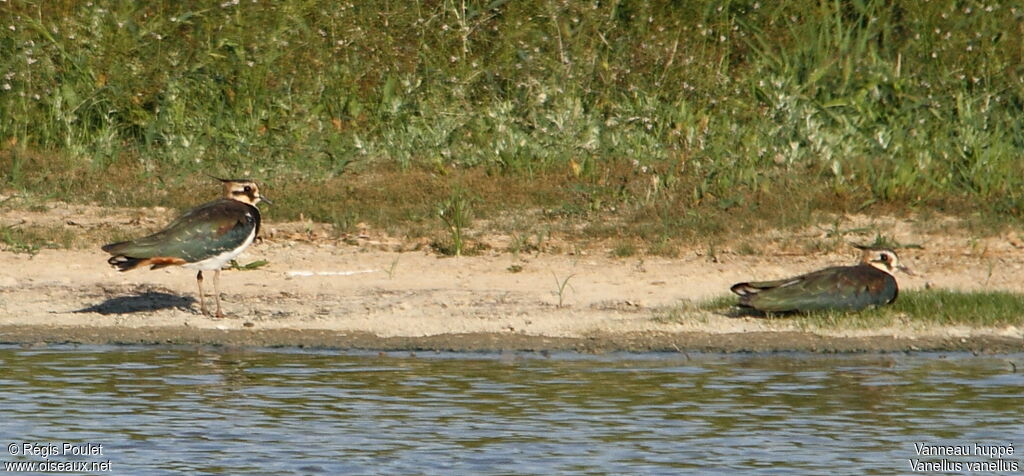 Northern Lapwingadult breeding