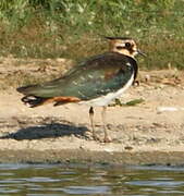 Northern Lapwing