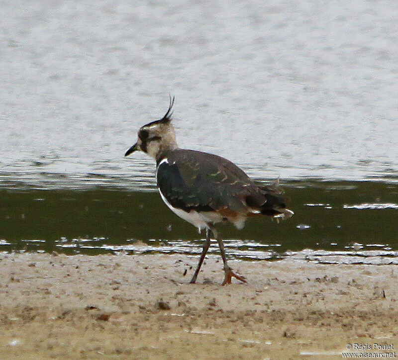 Northern Lapwingadult