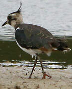 Northern Lapwing