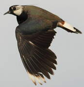 Northern Lapwing