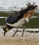 Northern Lapwing