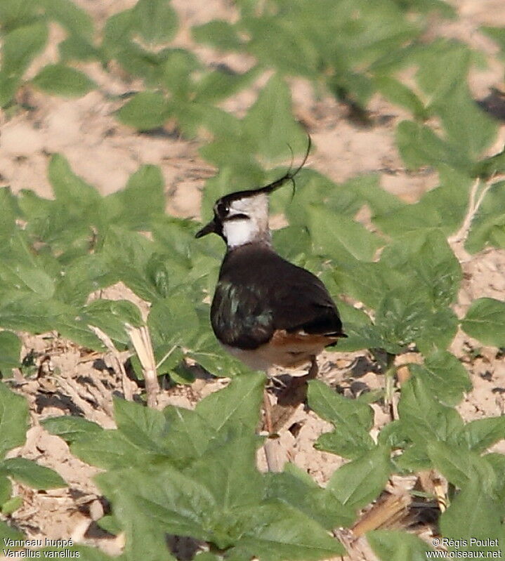 Northern Lapwingadult, Reproduction-nesting