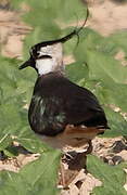 Northern Lapwing