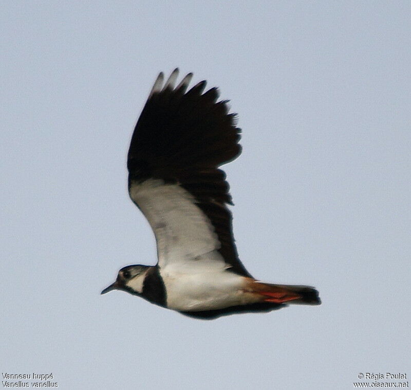 Northern Lapwing, Flight