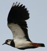 Northern Lapwing