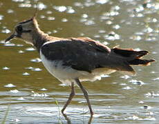 Northern Lapwing