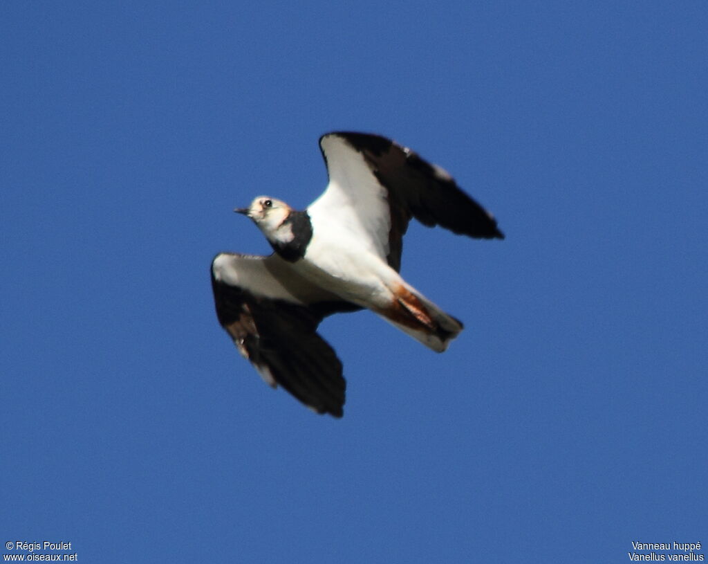 Northern Lapwing, Flight