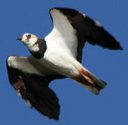 Northern Lapwing