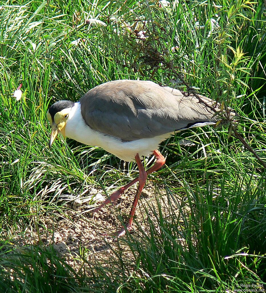 Masked Lapwing