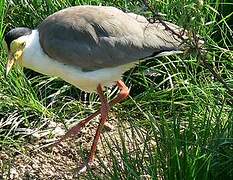 Masked Lapwing