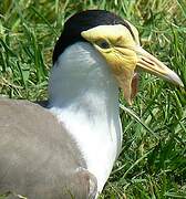 Masked Lapwing