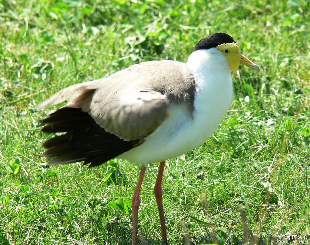 Masked Lapwing