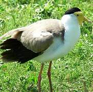 Masked Lapwing